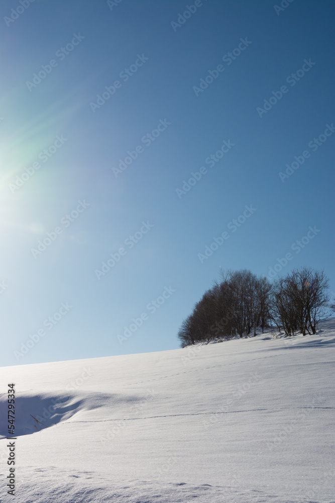 冬の晴れた日の雪原と雑木林
