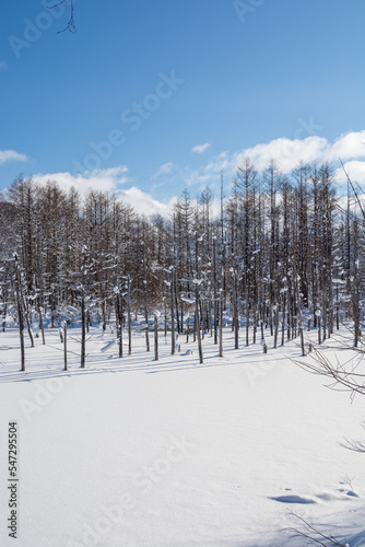 雪に覆われた青い池 美瑛町 