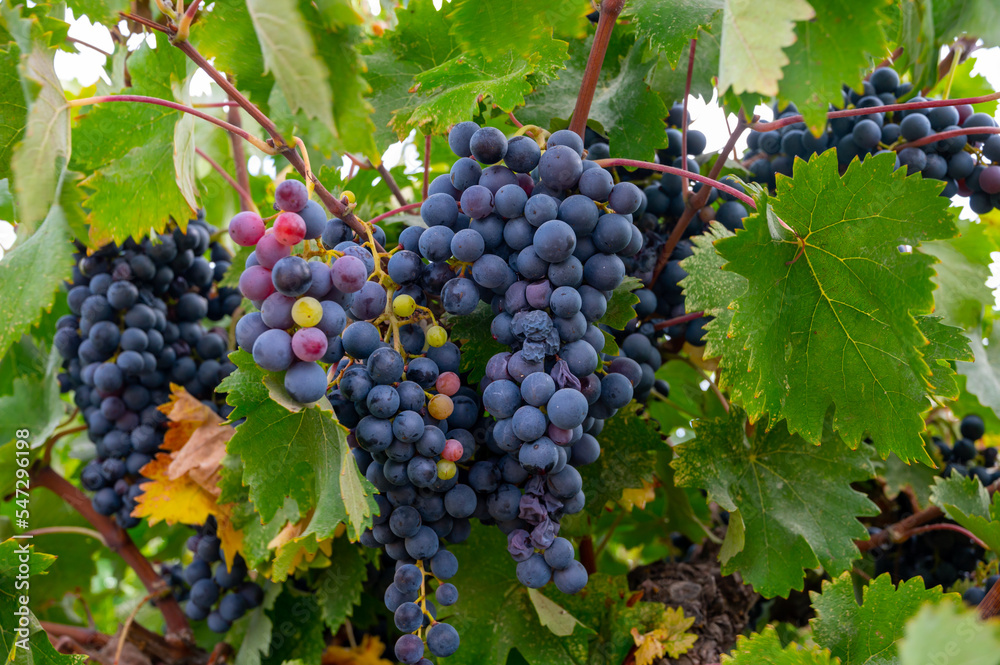 Wine production on Cyprus, ripe blue black wine grapes ready for harvest