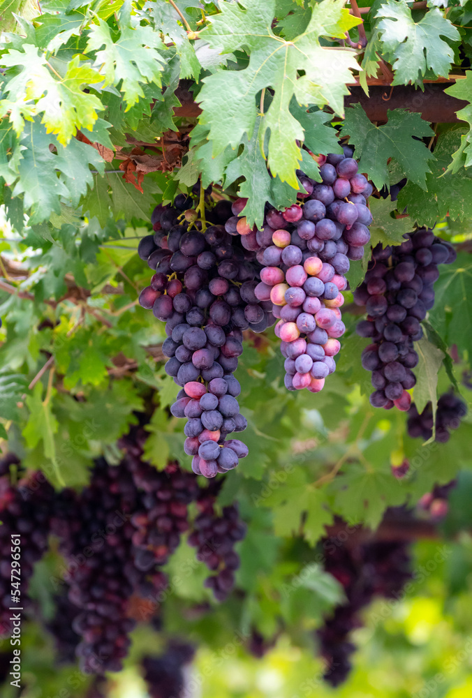 Bunches of purple ripening table grapes berries hanging down from pergola in garden on Cyprus