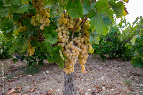 Wine production on Cyprus, ripe white wine grapes ready for harvest photo