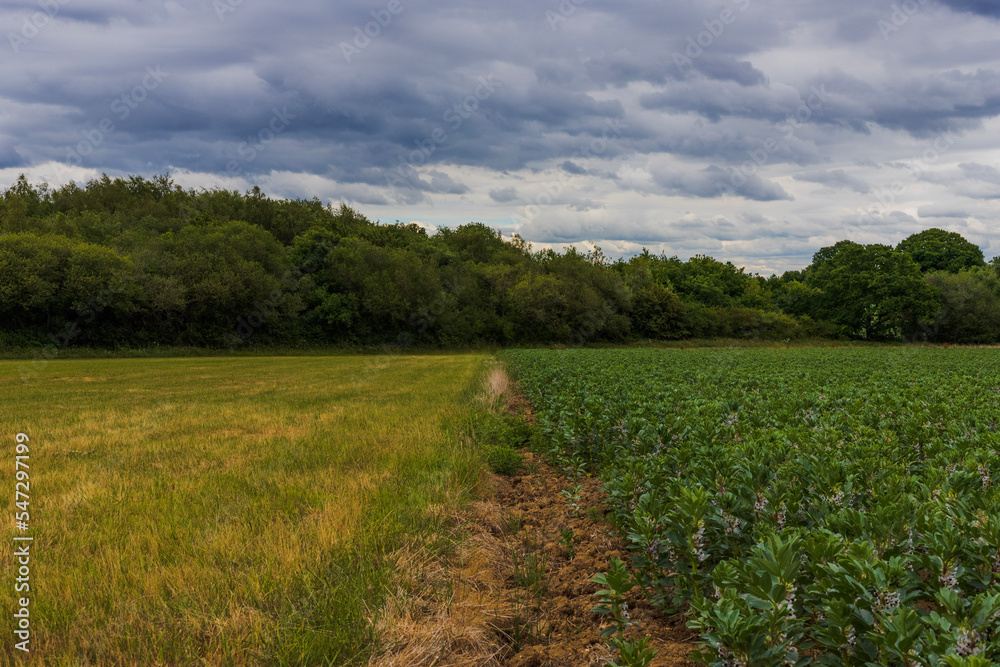 Obraz premium Fields and sky