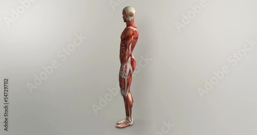 Male Muscles Rotate 360 3D Animation