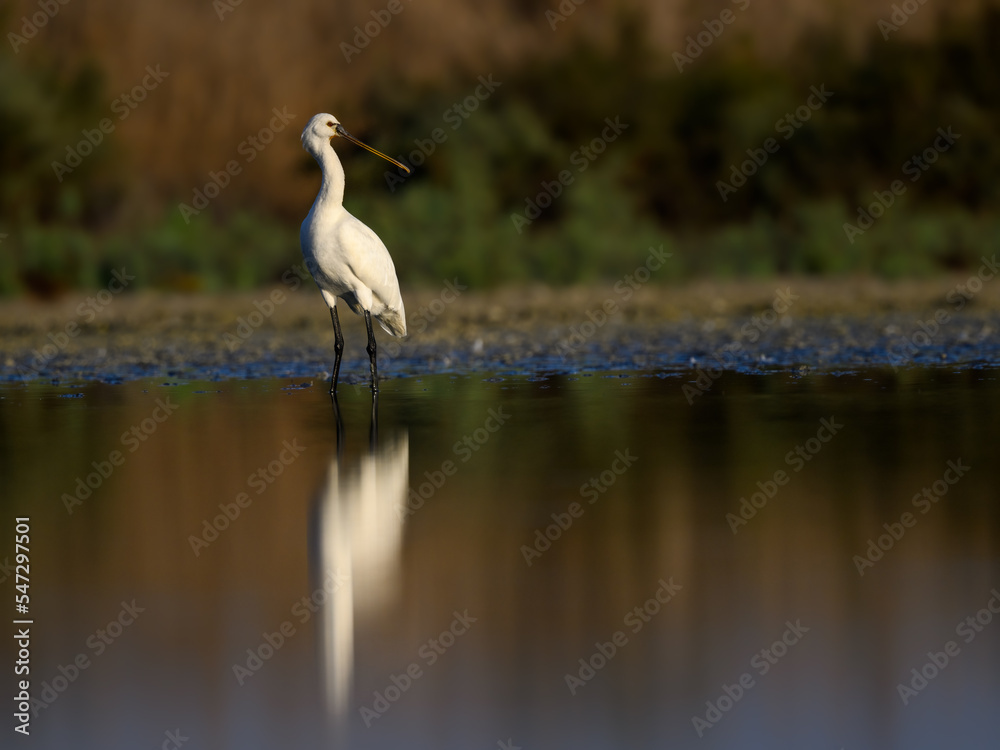 Eurasian Spoonbill with reflection foraging on the pond in early morning light Eurasian Spoonbill with reflection foraging on the pond in early morning light
