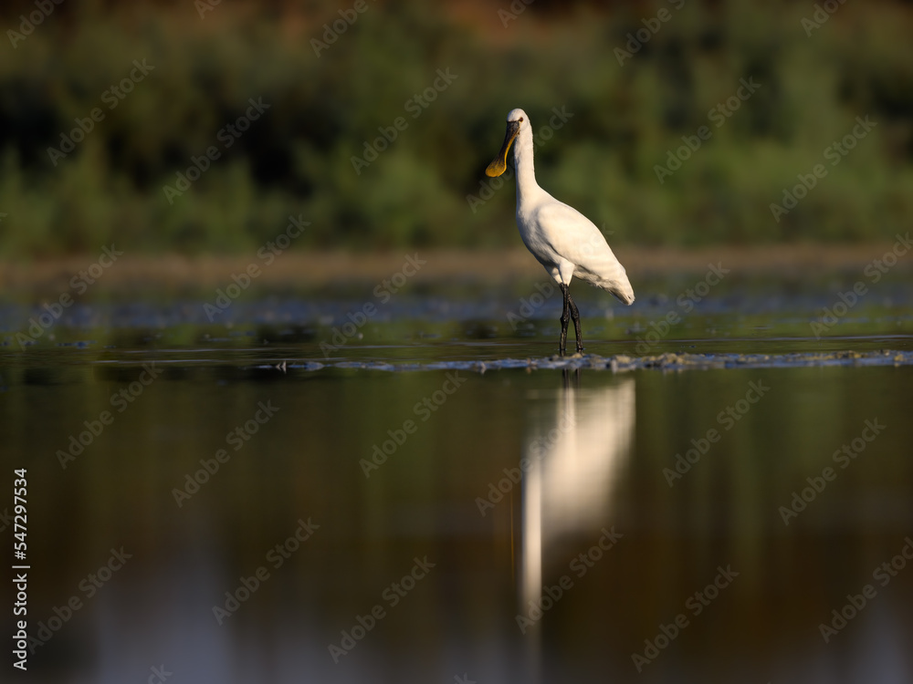 Fototapeta premium Eurasian Spoonbill with reflection foraging on the pond in early morning light