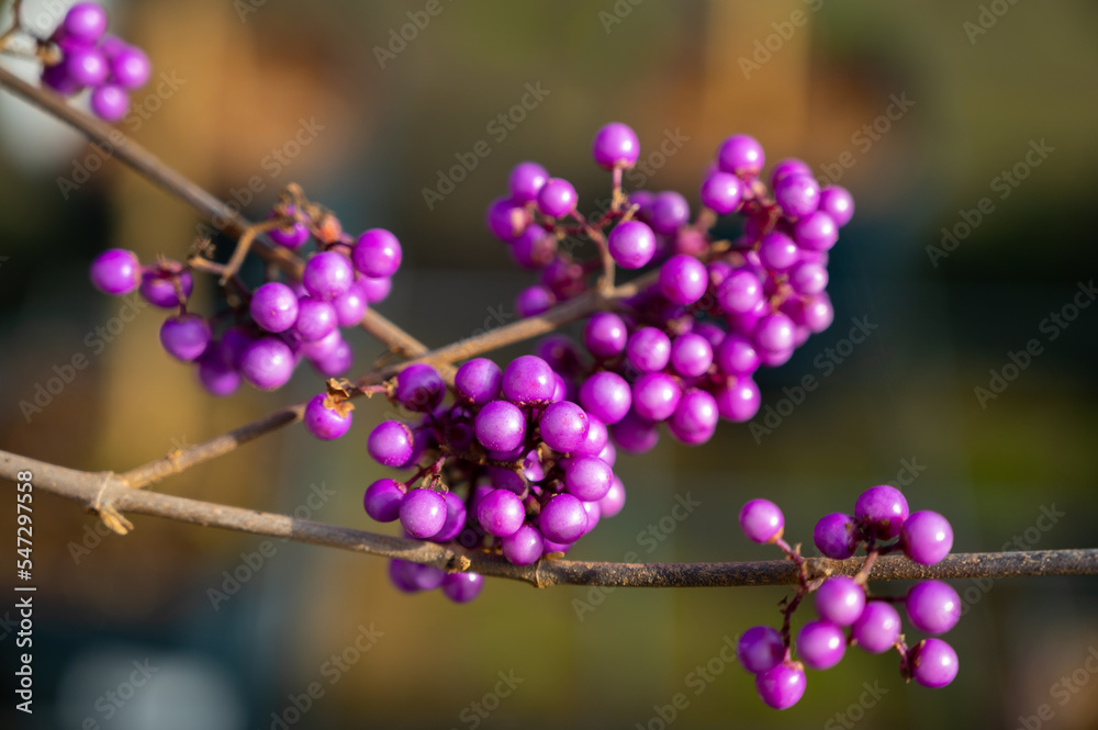 Fototapeta premium Purple berries of callicarpa ornamental plant, garden plant for winter