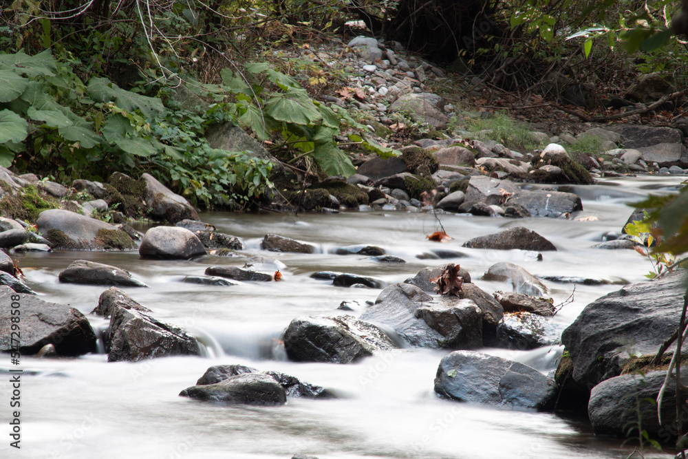 A stream in the forest