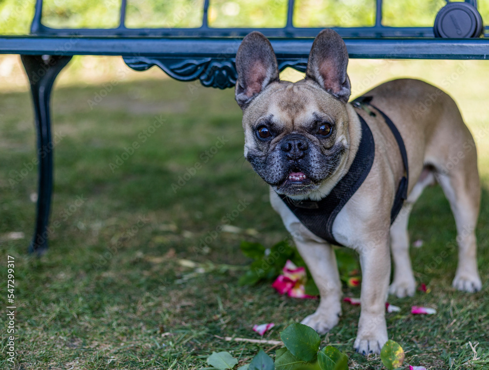 Fototapeta premium A French bulldog under the bench