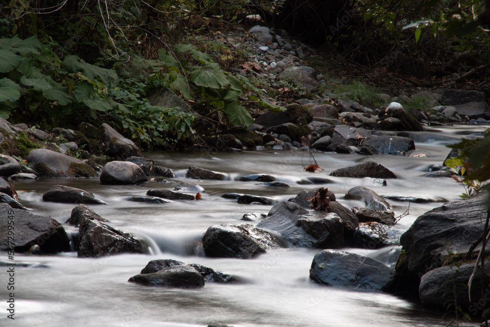 A stream in the forest