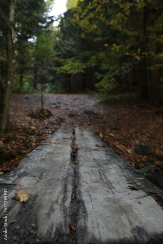 Beautiful view of weathered wooden plank in forest on autumn day