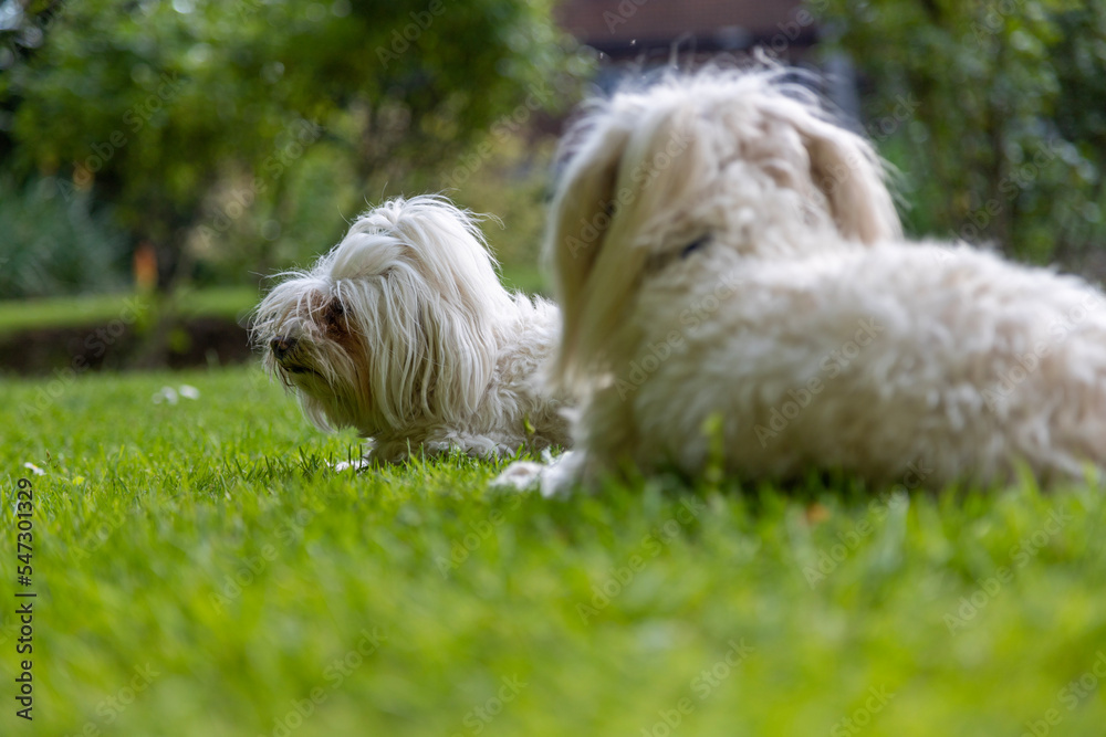 Two Maltese dogs on the grass Two Maltese dogs on the grass