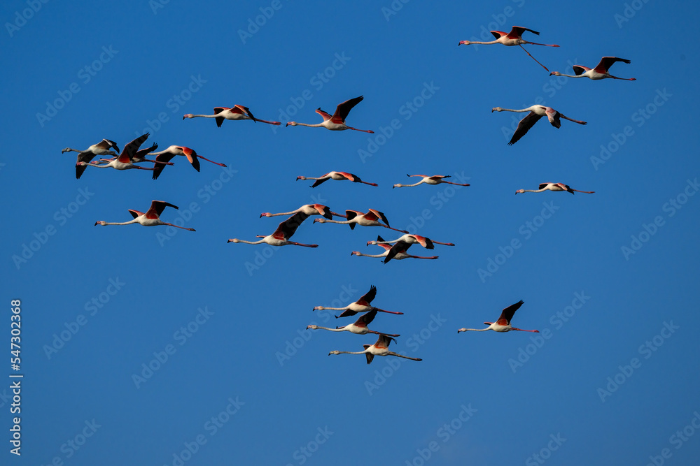Flock of Greater Flamingos flying against blue sky Flock of Greater Flamingos flying against blue sky