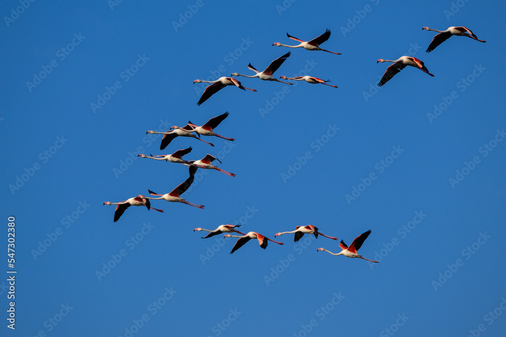 Flock of Greater Flamingos  flying against blue sky 