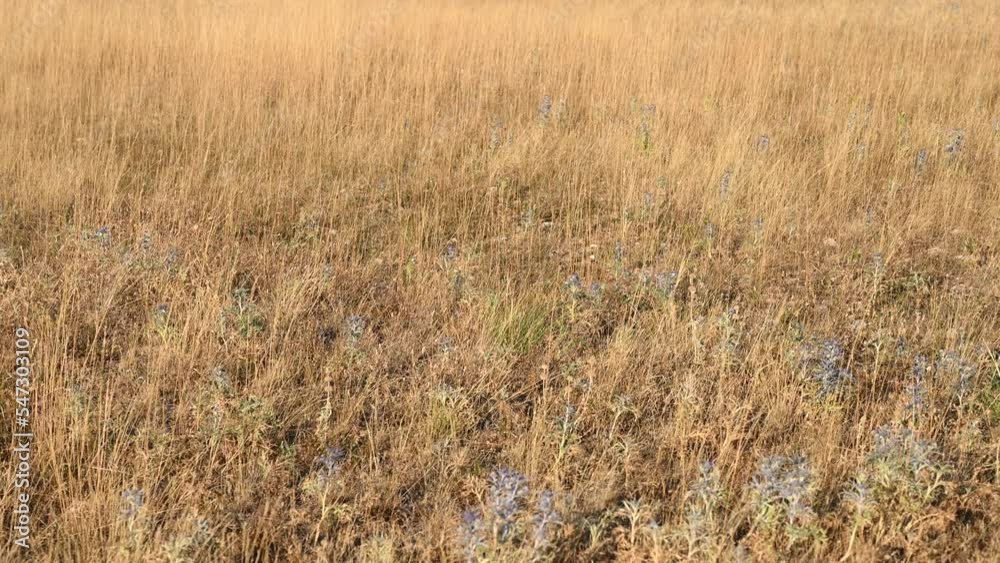 Yellow dry grass in the field. Dry season. Yellow dry grass in the field. Dry season.