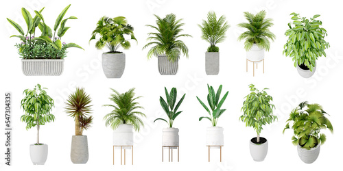 set of plants isolated