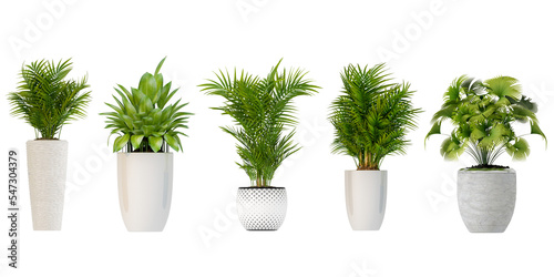 Isolated plant in 3d rendering
