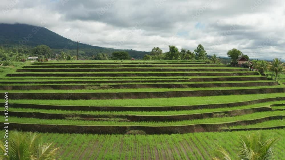 Rice paddies in Bali, Indonesia Rice paddies in Bali, Indonesia