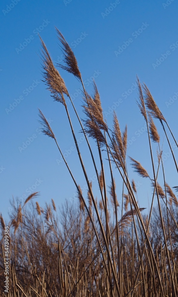 Reeds in the wind on marshland, with marsh grasses in late winter against gradient blue sky, looking up, selective focus on reeds Reeds in the wind on marshland, with marsh grasses in late winter against gradient blue sky, looking up, selective focus on reeds