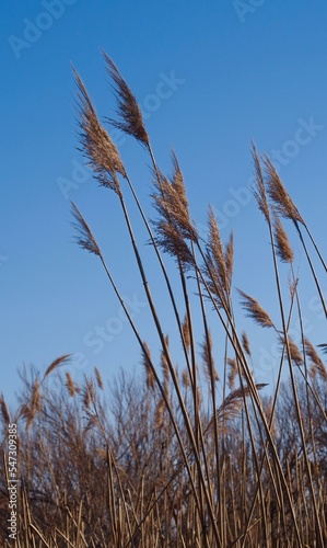Reeds in the wind on marshland  with marsh grasses in late winter against gradient blue sky  looking up  selective focus on reeds  
