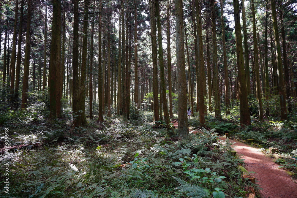 refreshing autumn forest with path refreshing autumn forest with path