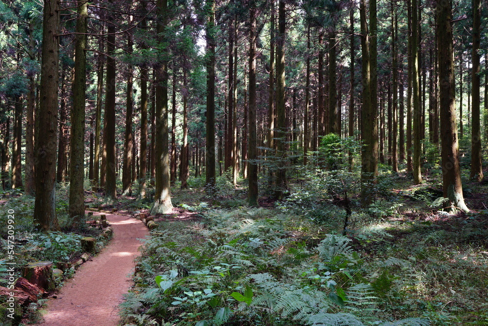 Obraz premium refreshing autumn forest with path