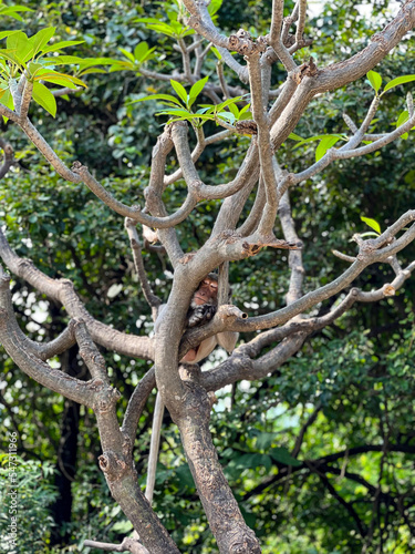 monkey sleeping on tree © Rican Thai Family