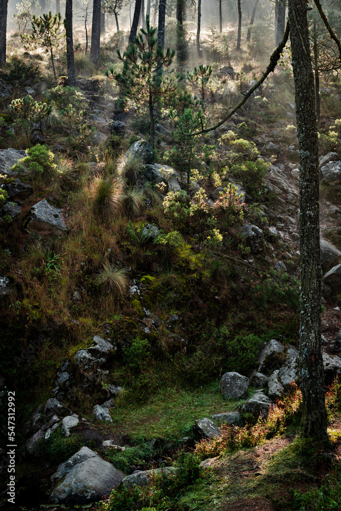 silver lining in the forest silver lining in the forest