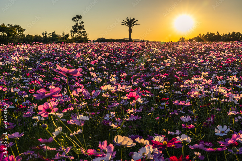 custom made wallpaper toronto digital秋空とコスモス畑