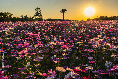 Wallpaper Mural 秋空とコスモス畑 Torontodigital.ca