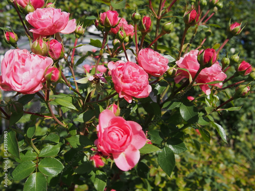 奥行きをもって咲くピンク色の小ぶりなバラの花の群生 奥行きをもって咲くピンク色の小ぶりなバラの花の群生