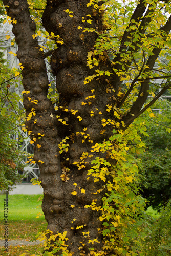 Old autumn tree. Ancient tree. Background.