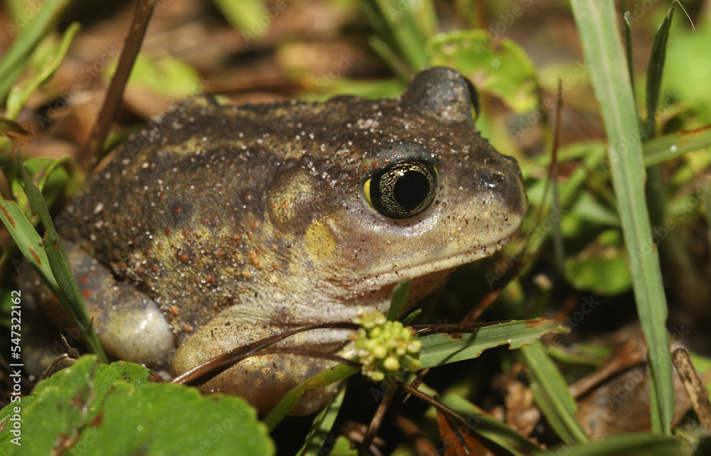 Eastern Spadefoot Toad (Scaphiopus holbrookii). Eastern Spadefoot Toad (Scaphiopus holbrookii).