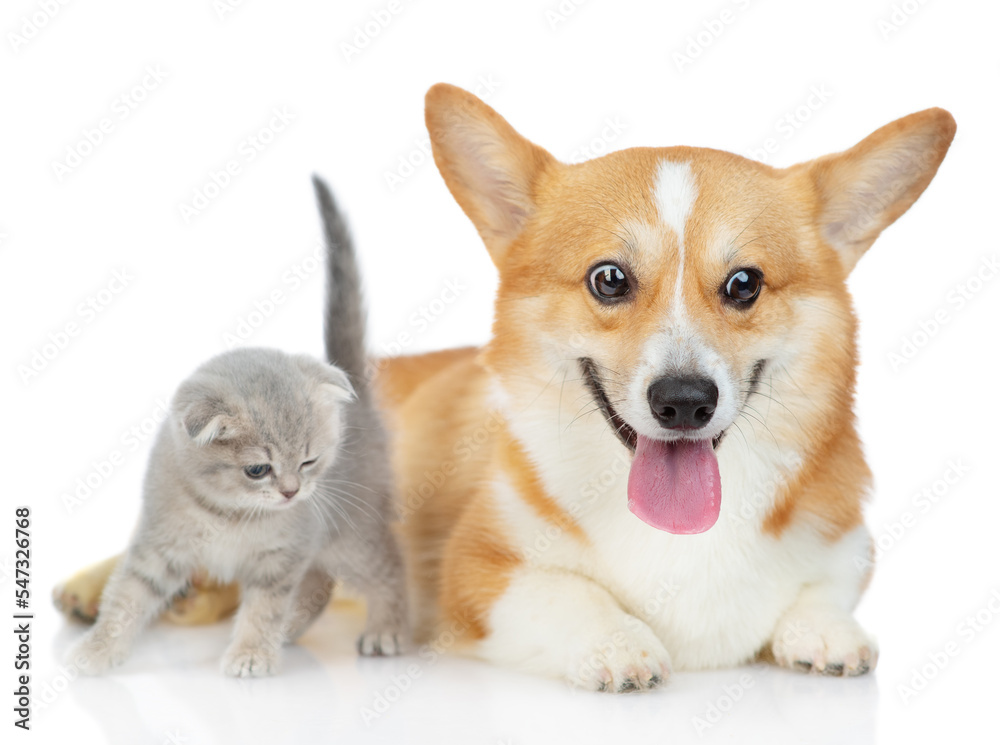 Red Corgi dog with a Scottish breed kitten sitting next to each other isolated on a white background