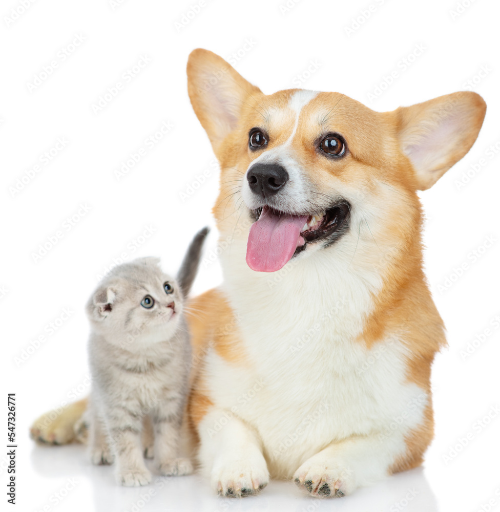 A red corgi dog with a kitten of a Scottish breed sitting next to each other isolated on a white background. Kitten looking at dog