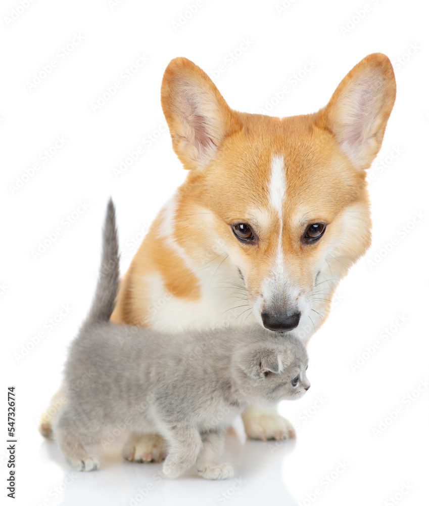 A red corgi dog with a kitten of a Scottish breed sitting next to each other isolated on a white background. Dog sniffing a kitten