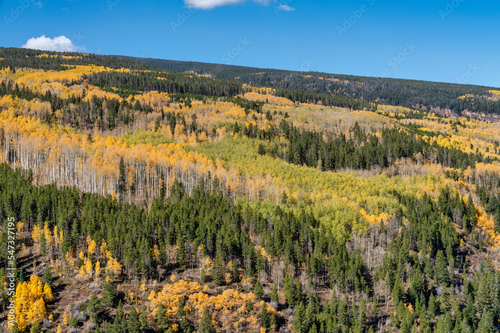 Autumn fall leaf colors in Colorado