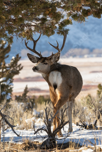 mule deer looking back with steens background photo