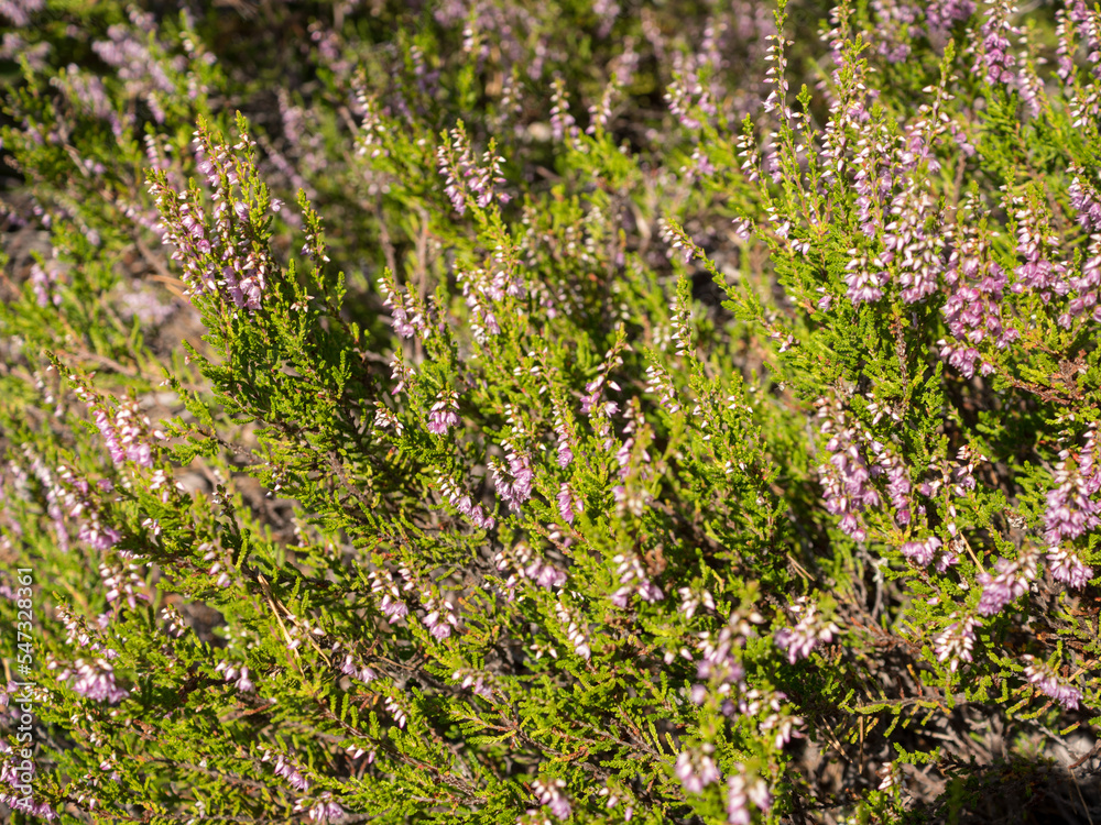blooming heather on a summer day blooming heather on a summer day