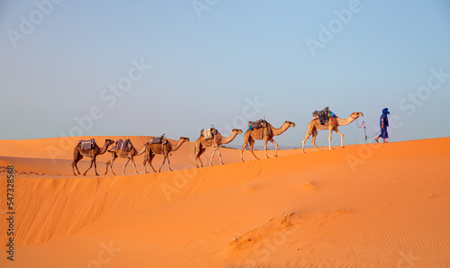 Camel caravan in the desert at sunrise -  Sahara  Morrocco