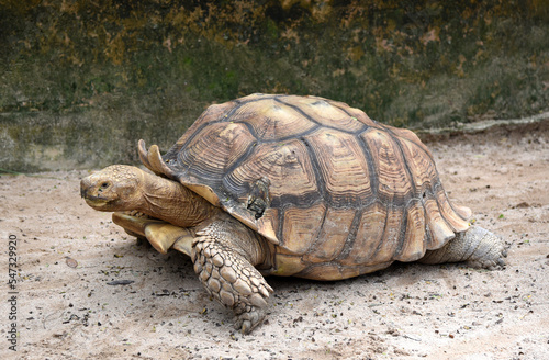 African Spurred Tortoise (Geochelone sulcata) in the zoo