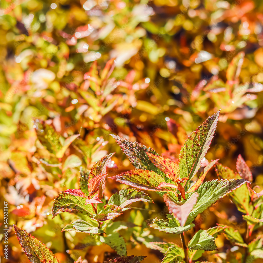 Fototapeta premium Yellow and red Spiraea leaves in the autumn garden. Blurred natural background