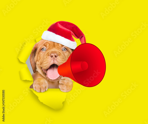 Happy Mastiff puppy wearing red santa hat holds megaphone and looking through the hole in yellow paper © Ermolaev Alexandr