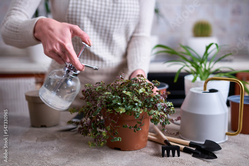 house gardening - Woman taking care of Callisia repens plant in a pot at home