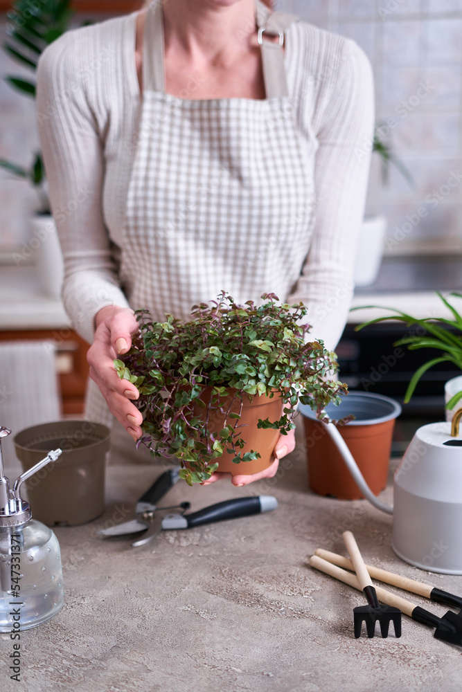 house gardening - Woman taking care of Callisia repens plant in a pot at home house gardening - Woman taking care of Callisia repens plant in a pot at home