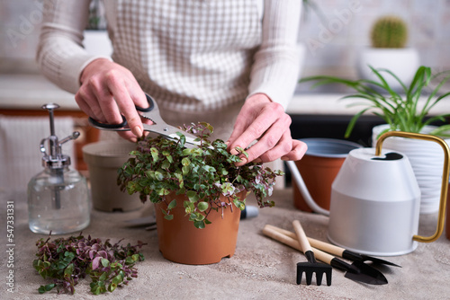 house gardening - Woman taking care of Callisia repens plant in a pot at home