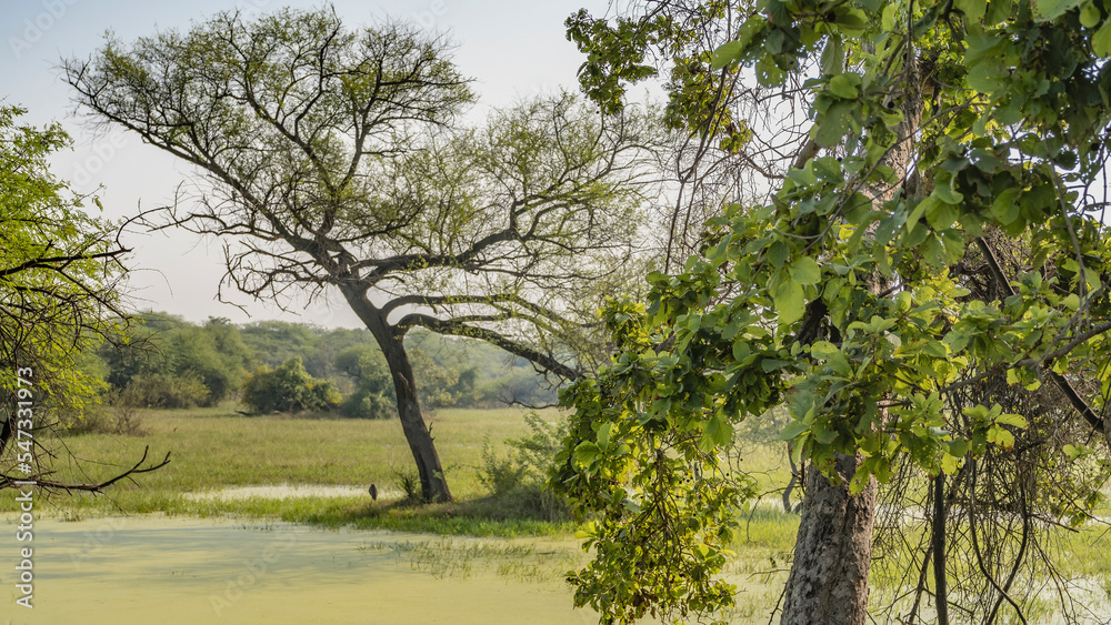 Sprawling trees grow in a swampy area. Green duckweed on the surface of the water. The grass is all around. The bird sat down on a hummock. Blue sky. India. Keoladeo Bird Park. Bharatpur Sprawling trees grow in a swampy area. Green duckweed on the surface of the water. The grass is all around. The bird sat down on a hummock. Blue sky. India. Keoladeo Bird Park. Bharatpur
