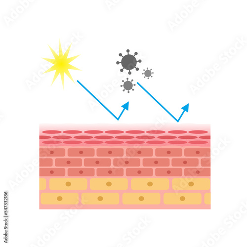 vector illustration of human skin structure anatomy. healthy and protected from bacteria, dirt and UV rays. epidermis and desmis. illustration for science and medical health.