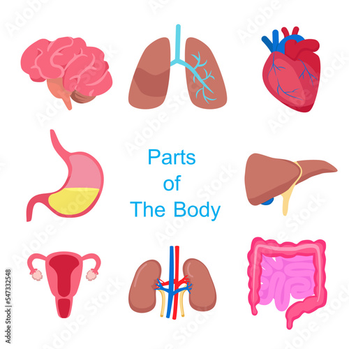 Flat art the Digestive system of Human body illustration vector