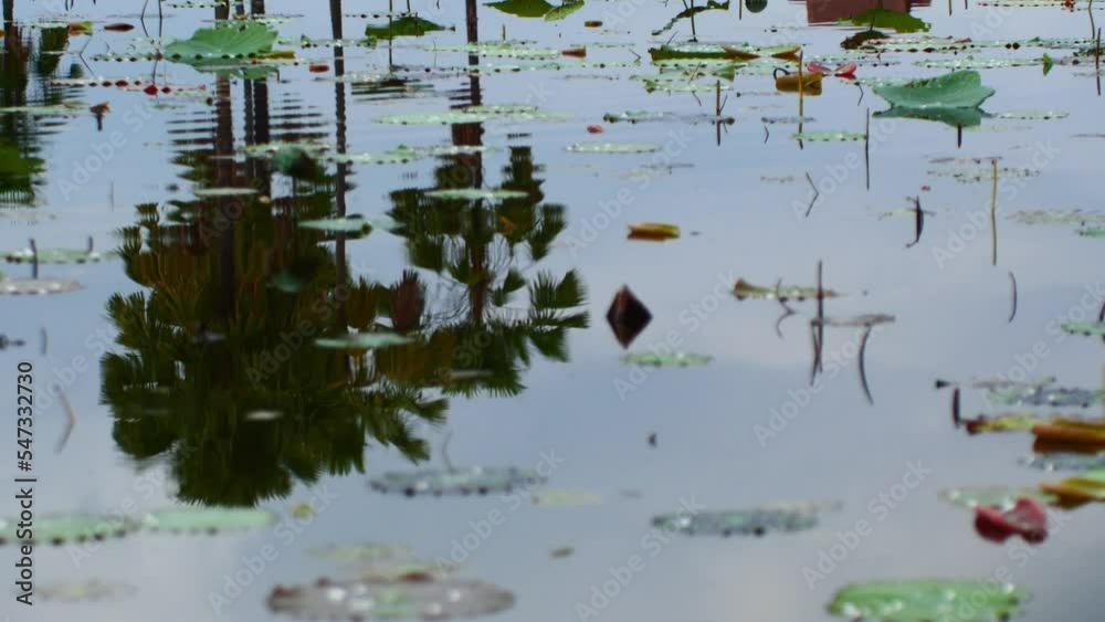 Water droplets on lotus leaf in a big pond and it's raining. Water droplets on lotus leaf in a big pond and it's raining.