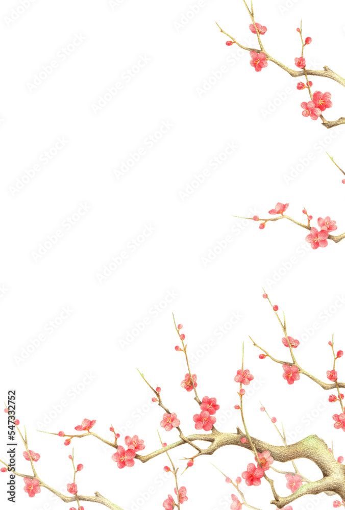 紅梅の花の背景　縦　手描き色鉛筆画